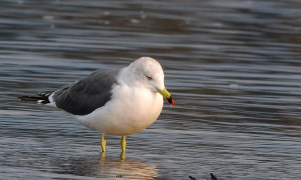 Photo of Larus crassirostris by Mike Yip